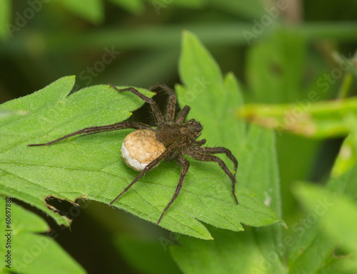 Spider on a green leaf