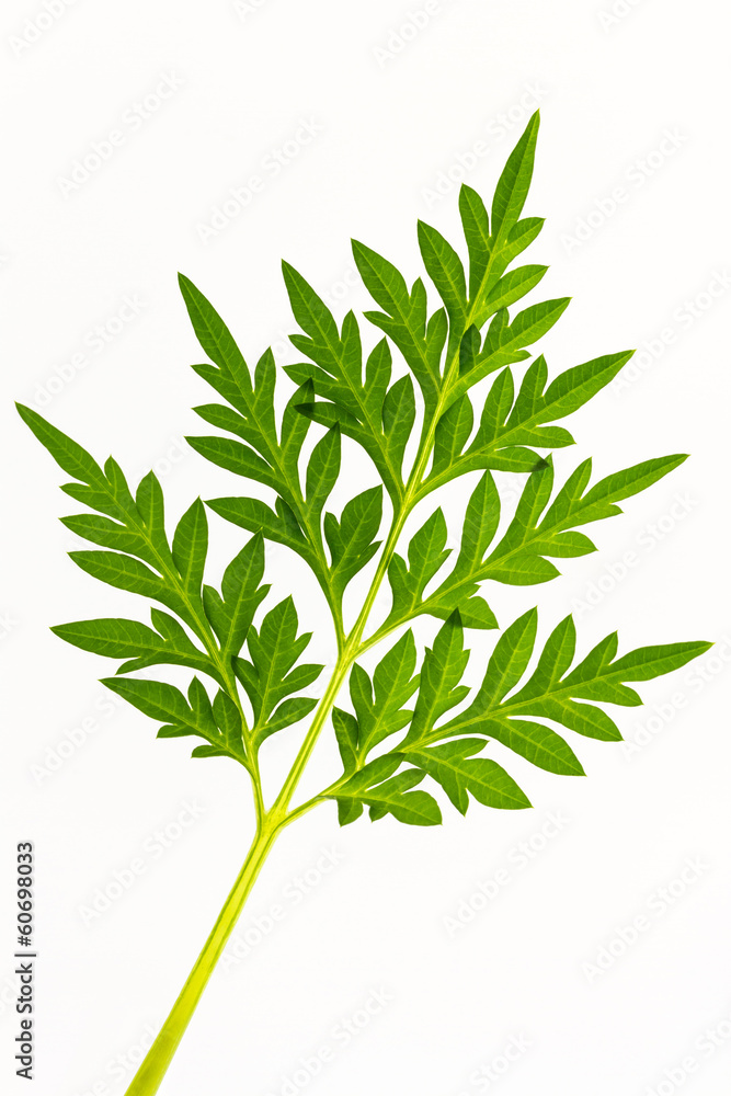 Sulfur cosmos leaves.