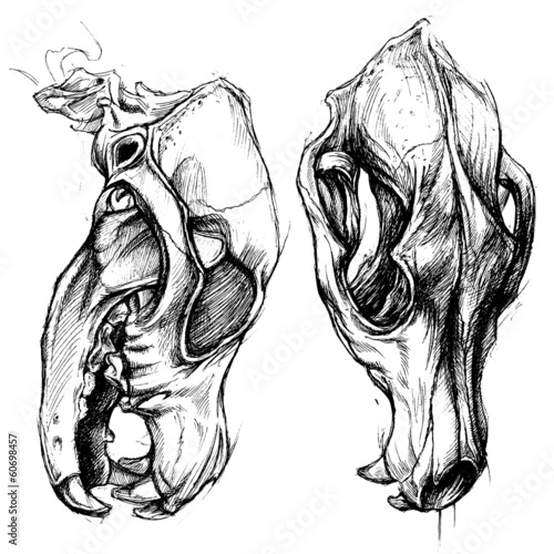 Dog Skull