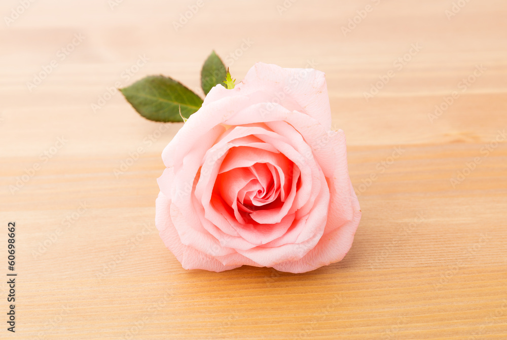 Rose over wooden background