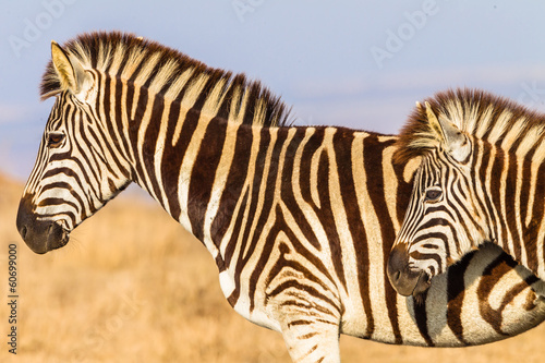 Zebras Heads Animal Wildlife