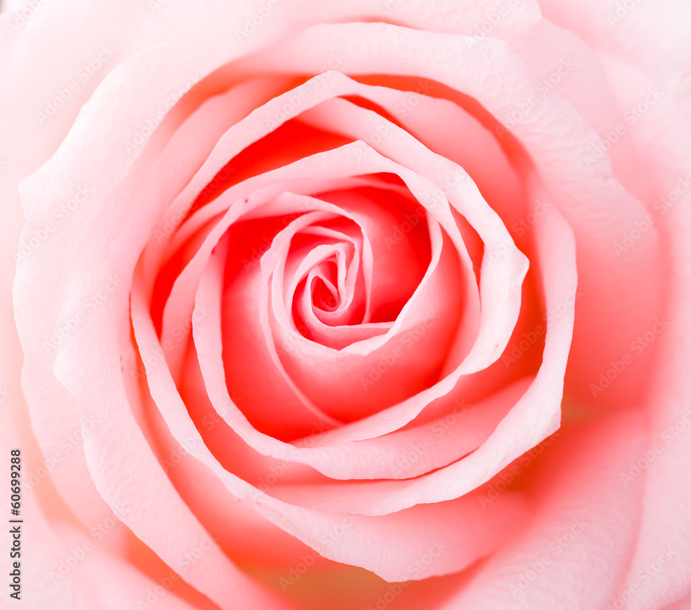 Rose Rose