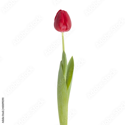 tulip flower on a stem with leaves isolated on white background