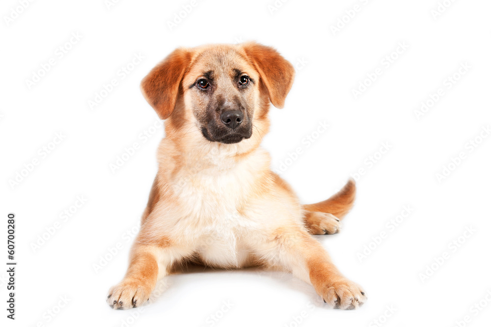 Young dog isolated on white