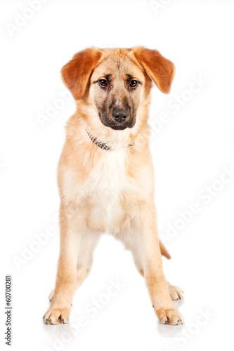 Young dog standing isolated on white