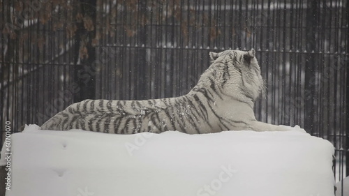White tiger lying on the dais in the Novosibirsk Zoo.