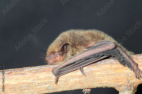 Japanese house bat (Pipistrellus abramus) in Japan photo