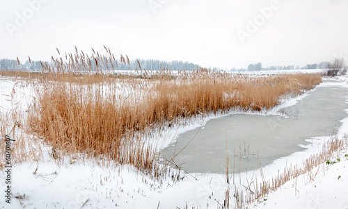 Wallpaper Mural Yellowed reeds around  frozen water Torontodigital.ca
