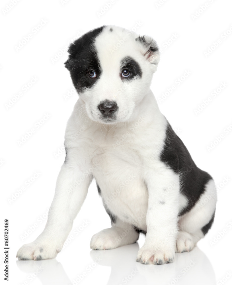 Central asian shepherd puppy portrait