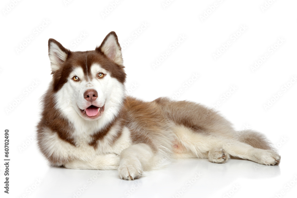Siberian Husky dog lying