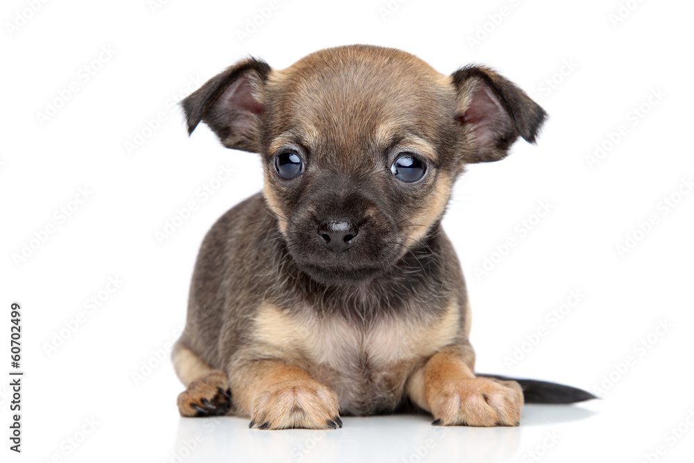 Chihuahua and toy terrier mixed-breed puppy Chihuahua and toy terrier mixed-breed puppy