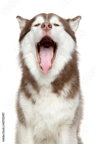 Fototapeta Naklejka Na Ścianę i Meble -  Happy Husky dog yanw