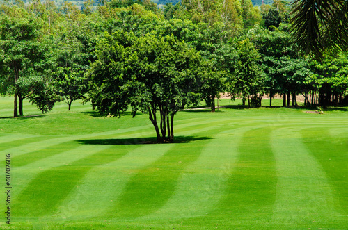 Freshly mown lawn and trees in a golf course