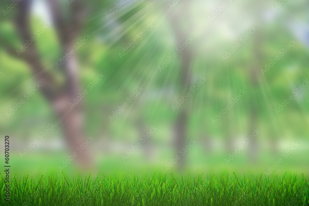 Spring forest Spring forest