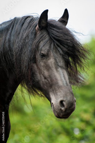 Portrait of frisian stallion