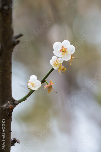 plum blossom