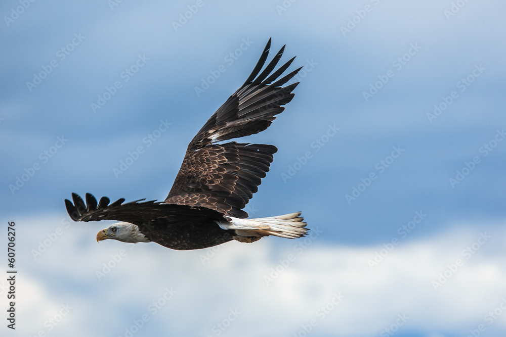 Naklejka premium American Bald Eagle at Alaska