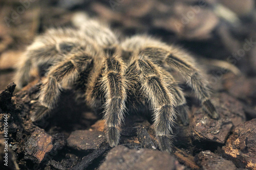 Dreadful giant tarantula