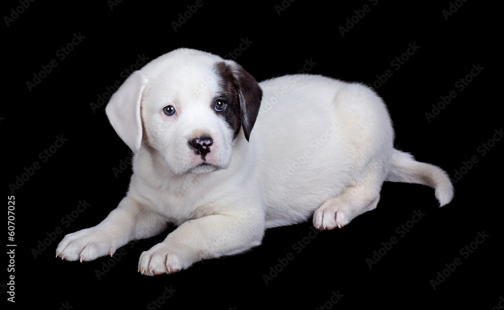 Puppy Isolated on Black Puppy Isolated on Black