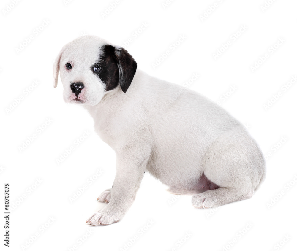 Fototapeta premium Puppy on a White Background