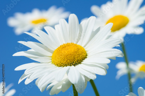Beautiful daisies on a background of the sky