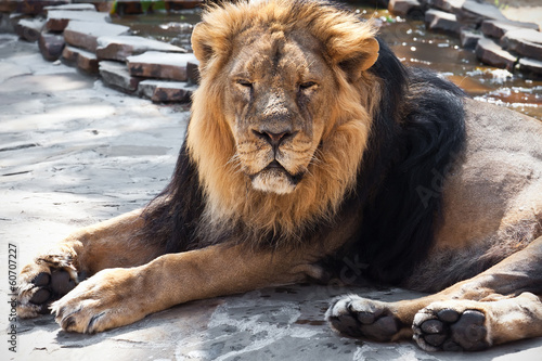 Fototapeta Naklejka Na Ścianę i Meble -  Lion