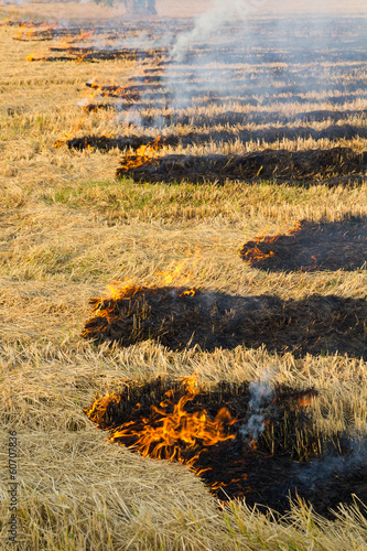 Tableau sur toile Burning of rice stubble burning straw in rice farmers