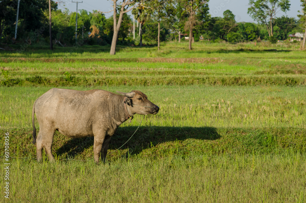 Naklejka premium Thai buffalo