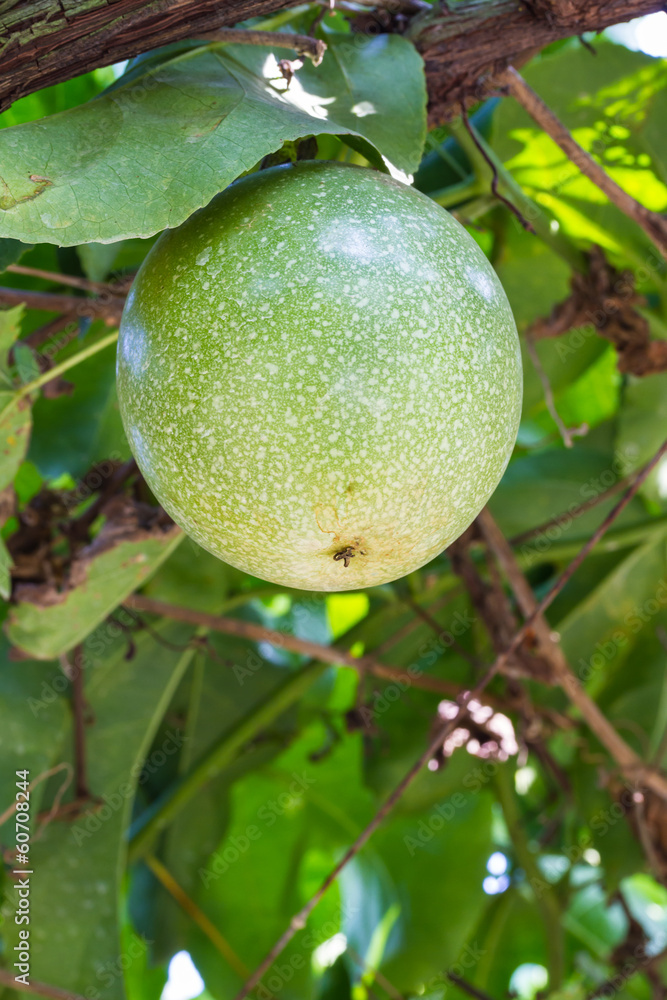 Passiflora foetida fruit can use as food and medicine