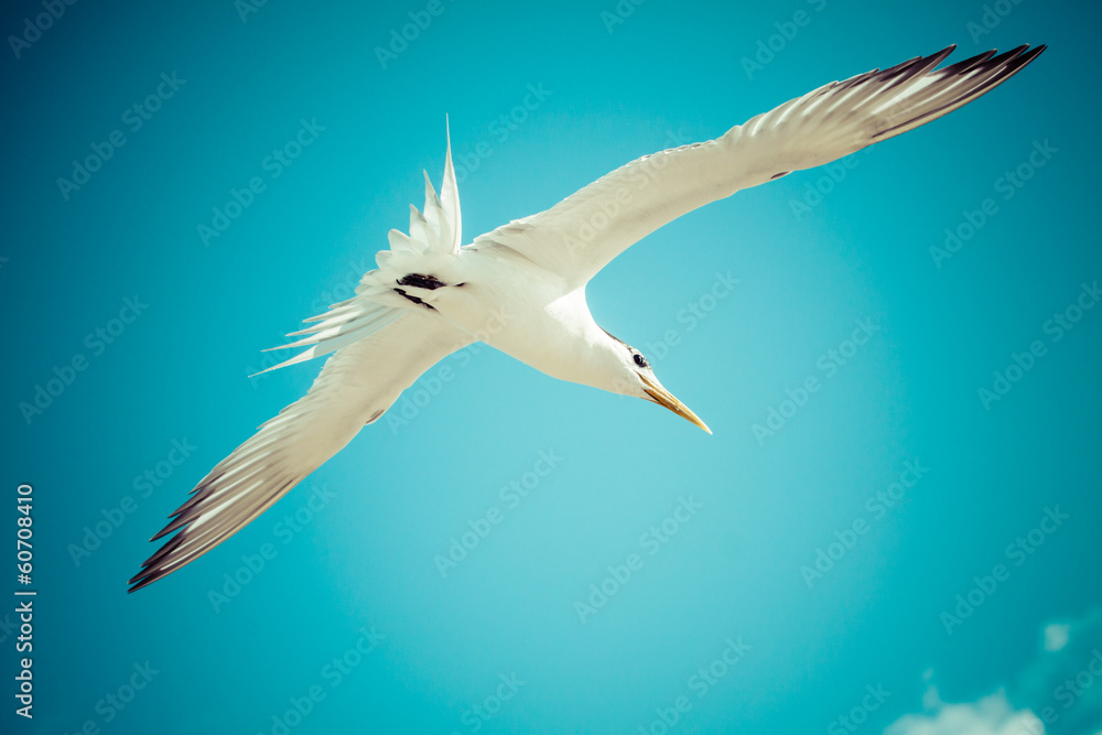 Fototapeta premium Sea bird seagull. nature closeup