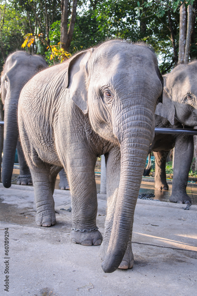Fototapeta premium Elephant