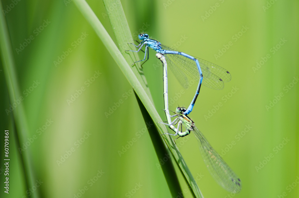 two dragonfly