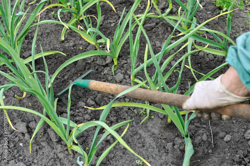 raking of garlic plantation
