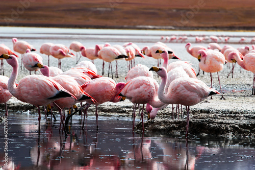 Flamingos on lake in Andes, the southern part of Bolivia photo