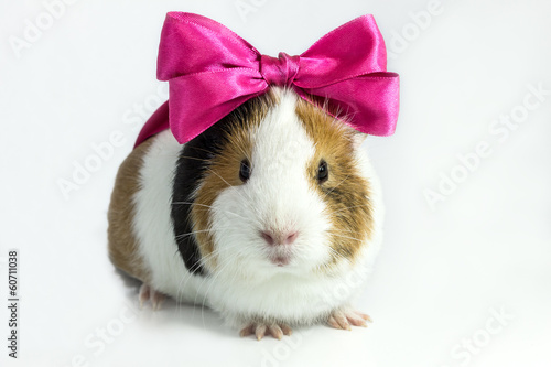 Guinea pig with a bow .