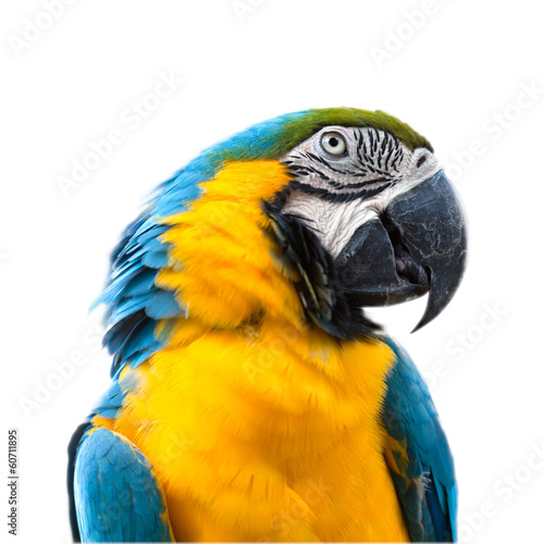 Ara parrot © Mikhail Svetlyshev