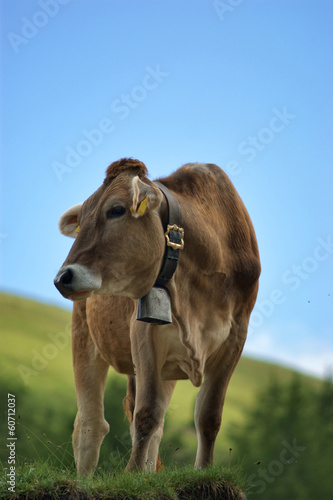 Alpine cow