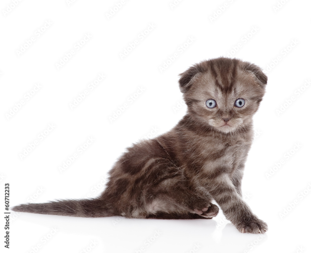 funny scottish kitten looking at camera. isolated on white 