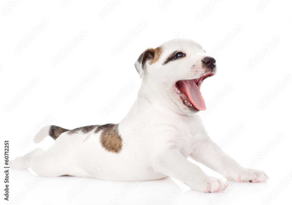 yawning puppy. isolated on white background