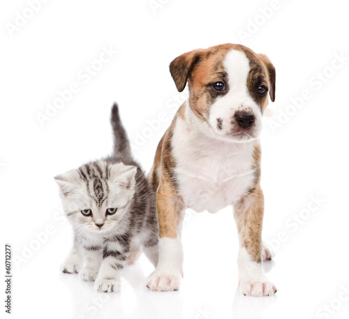 Scottish kitten and cute puppy together. isolated on white  © Ermolaev Alexandr