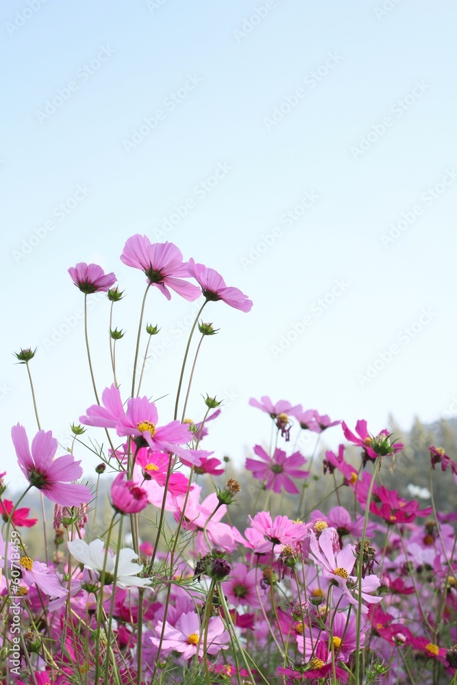 pink cosmos flower