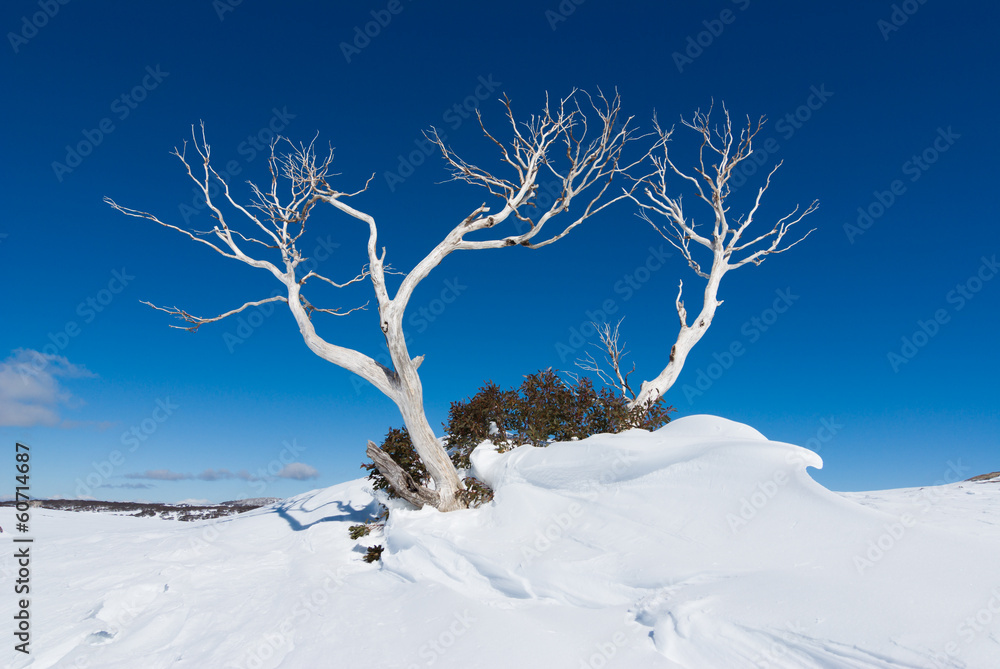 Naklejka premium Snow Gum