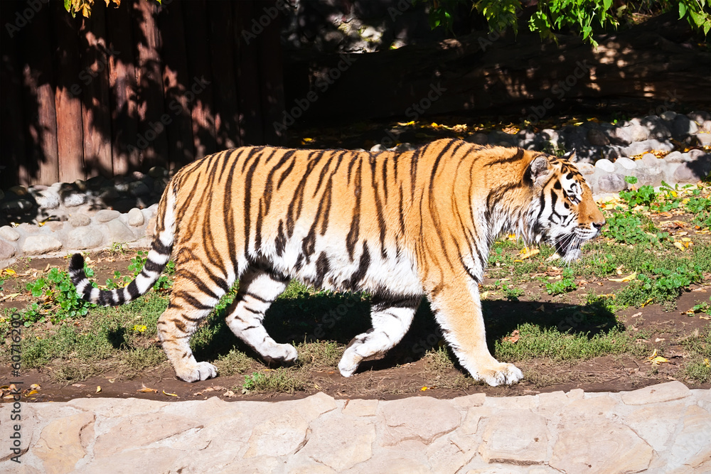 Obraz premium Angry tiger