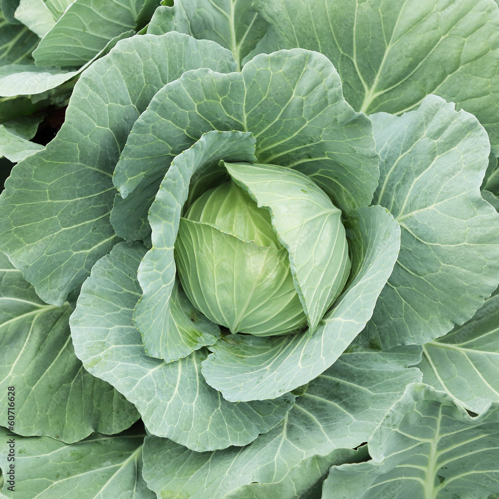 fresh cabbage in a farm fresh cabbage in a farm