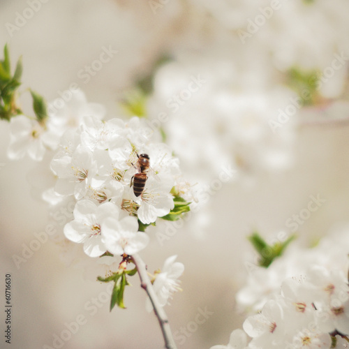 Vintage photo of blossom cherry