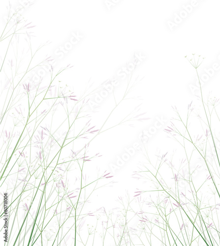 .Vector wildflowers isolated.