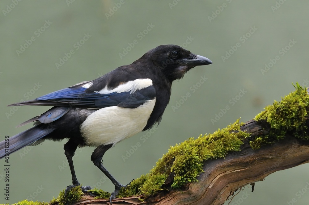 Magpie. Magpie.