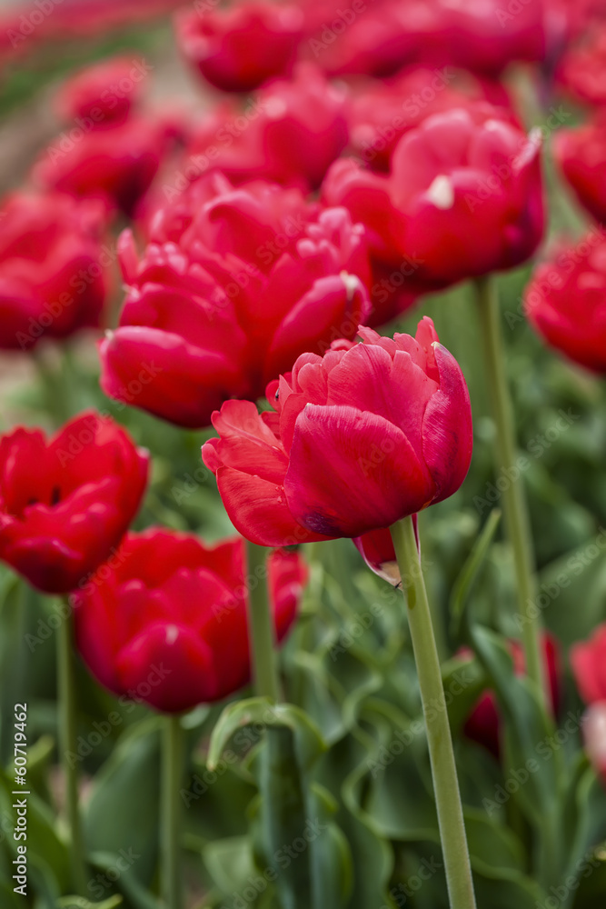Double Red Tulips Double Red Tulips