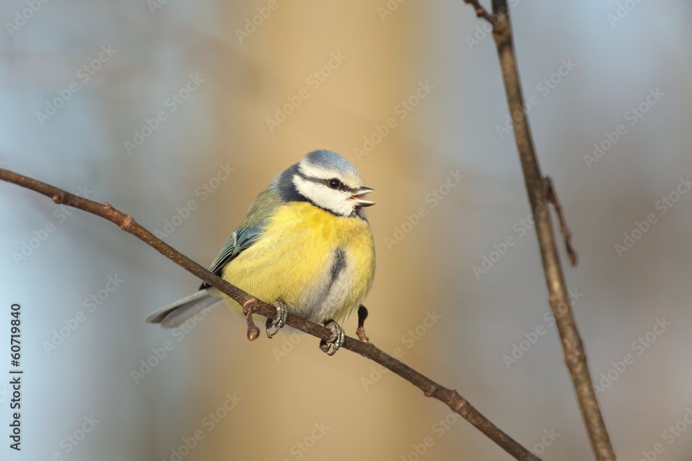 Fototapeta premium Blue tit - Parus caeruleus sings in autumn morning