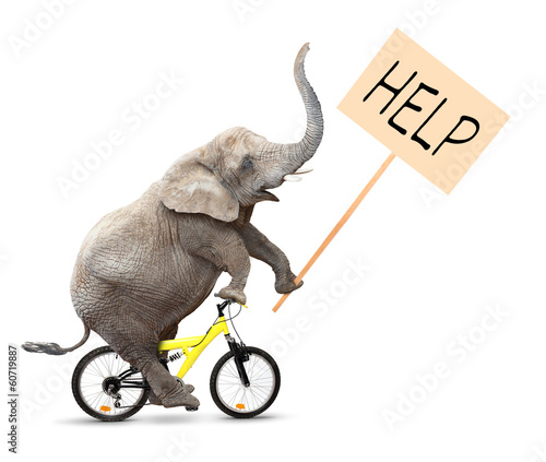African elephant on a bike holding protest sign.